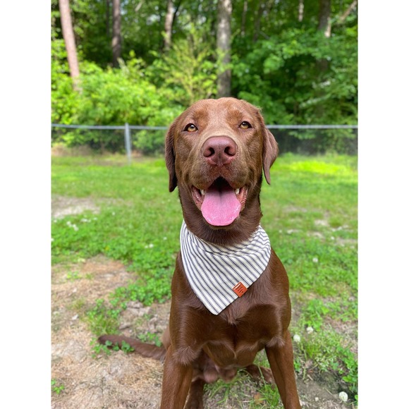 Blue Stripes Dog Bandana: The Perfect Accessory for Your Dog! Premium - Handmade - Picture 6 of 10